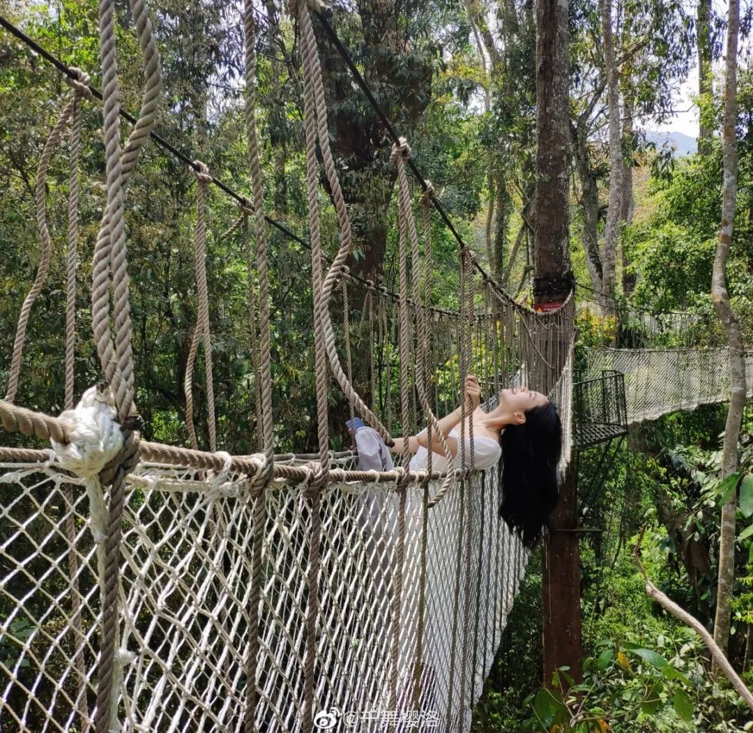 西双版纳望天树景区