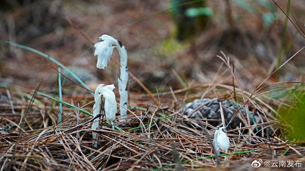 “云南发布”微博