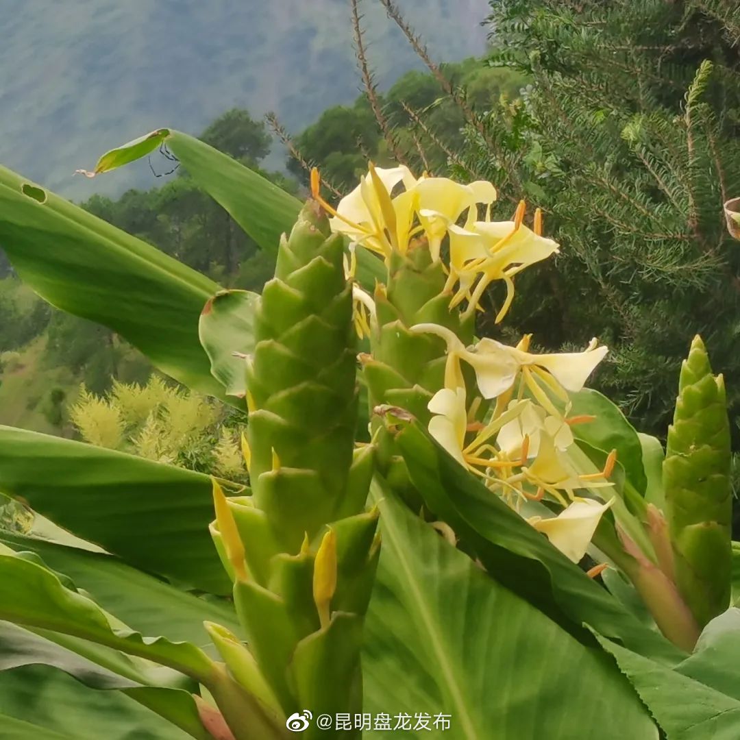昆明盘龙发布