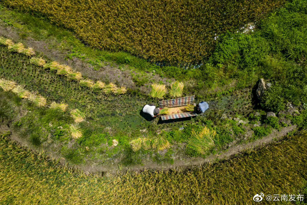 云南红河哈尼梯田水稻陆续收获