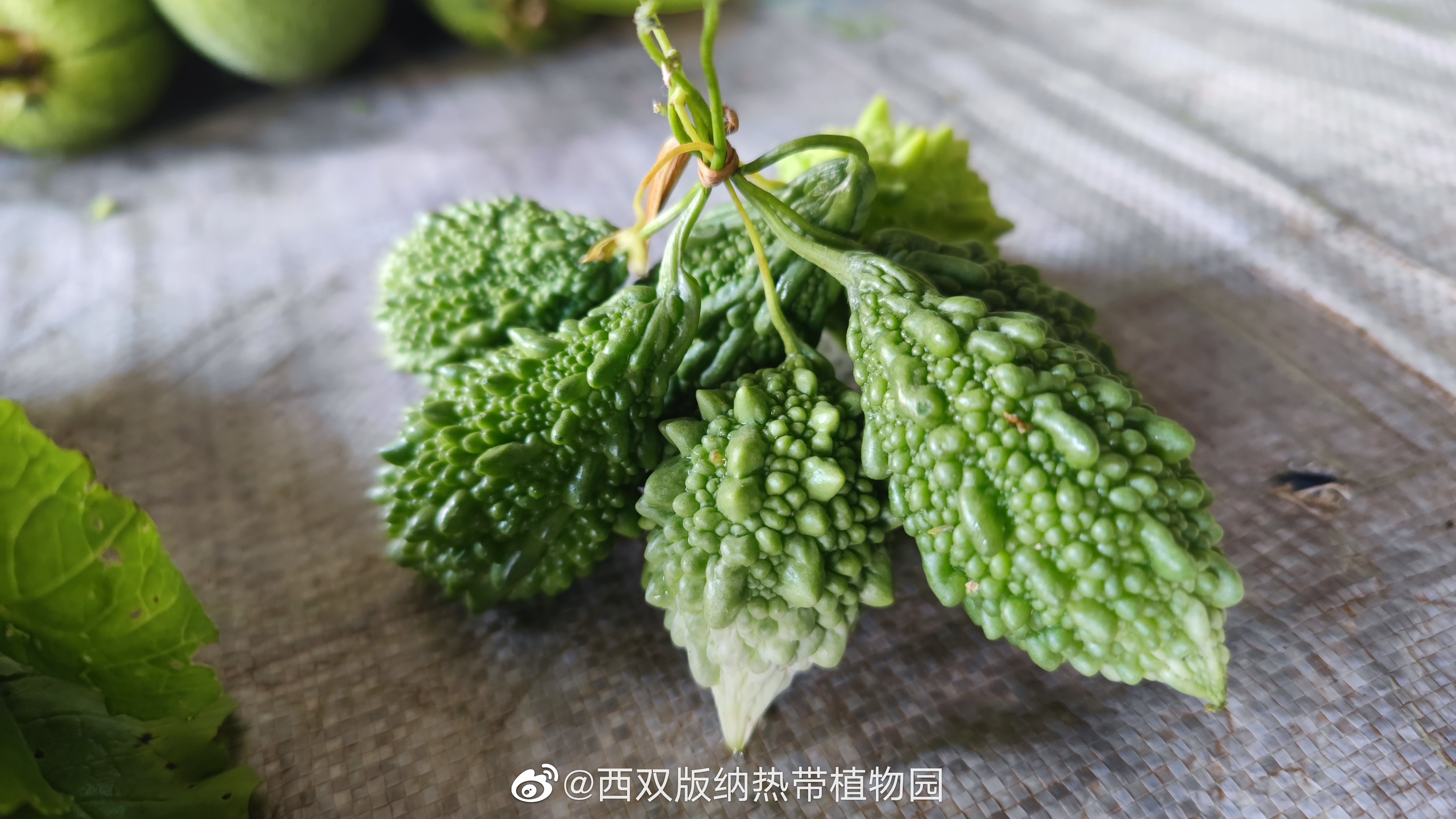 西双版纳热带植物园微博