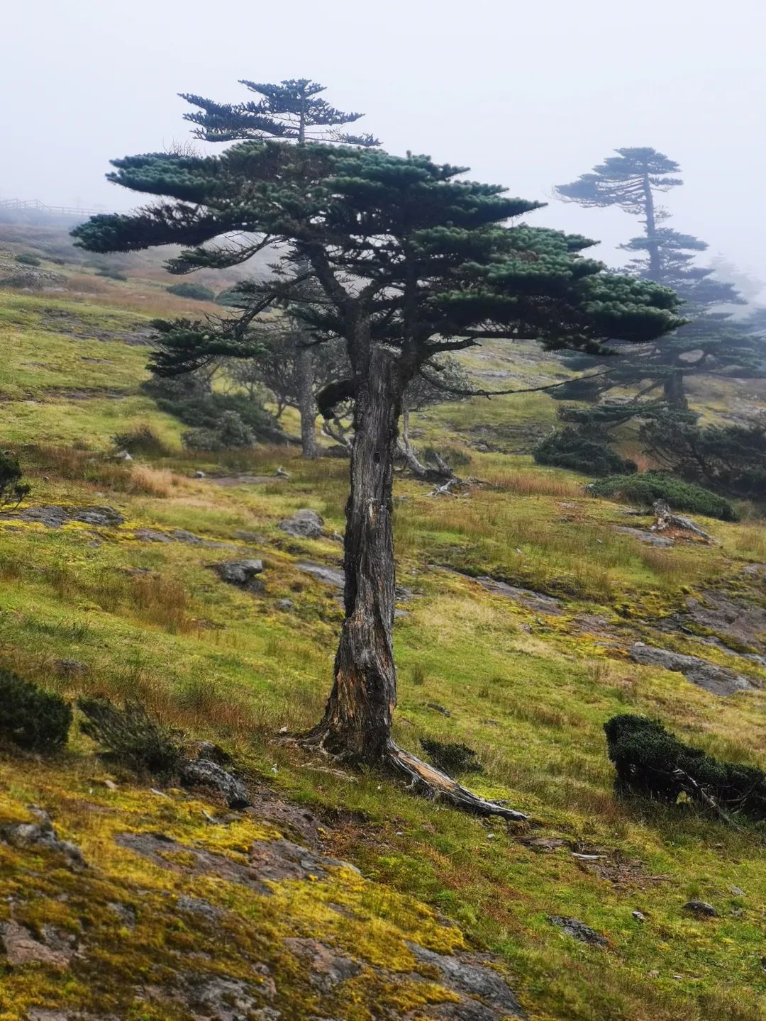 昆明轿子山旅游