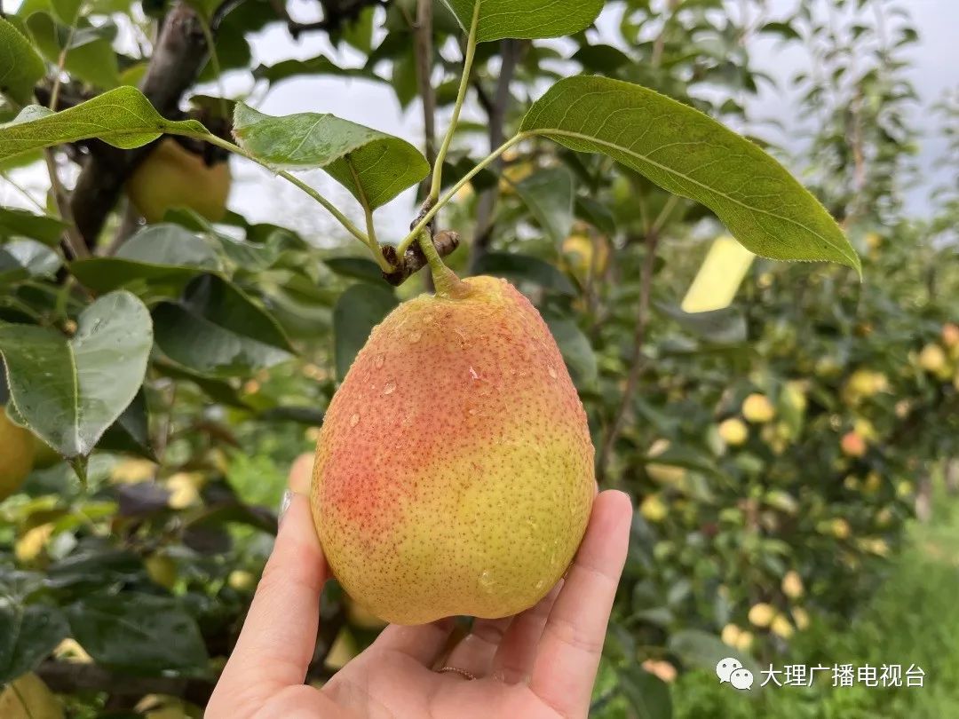 大理电视台