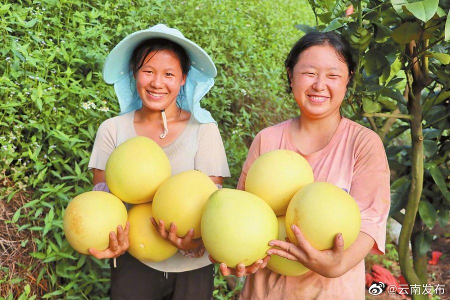是丰收的味道！云南河口万亩蜜柚成熟