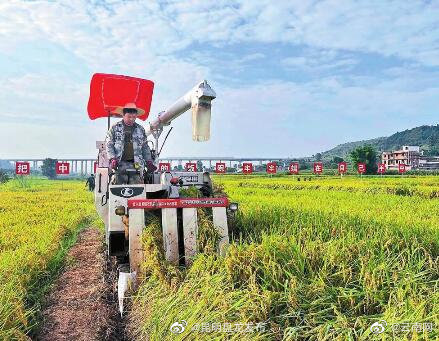 “楚粳54号”再获高产 高原水稻新品平均亩产954.9千克