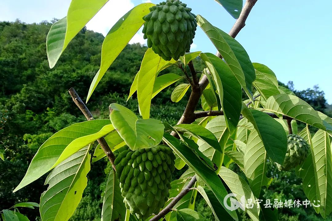 保山新闻网