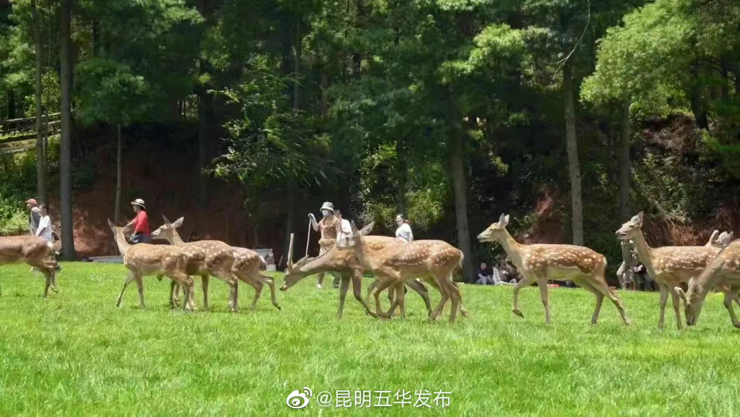 “昆明五华发布”微博