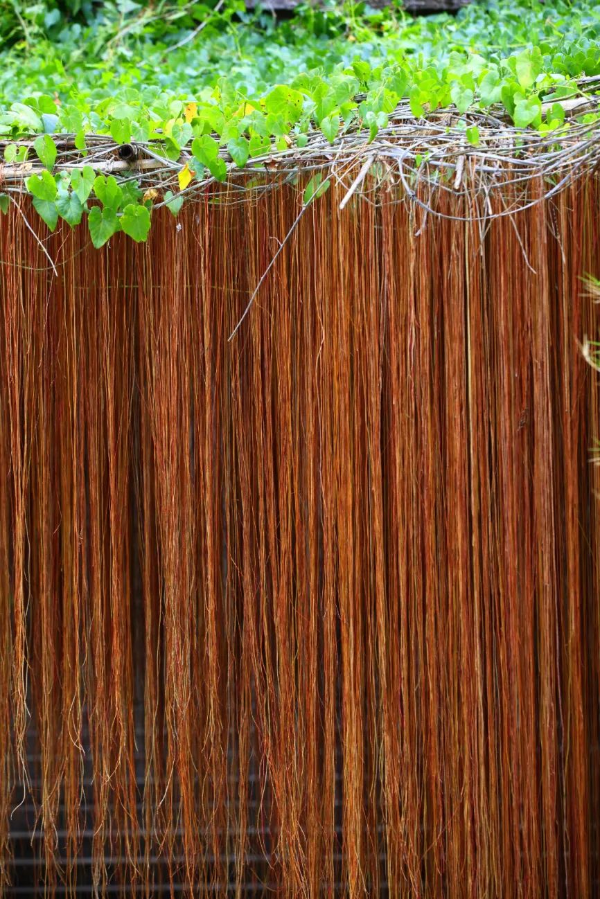 西双版纳望天树景区