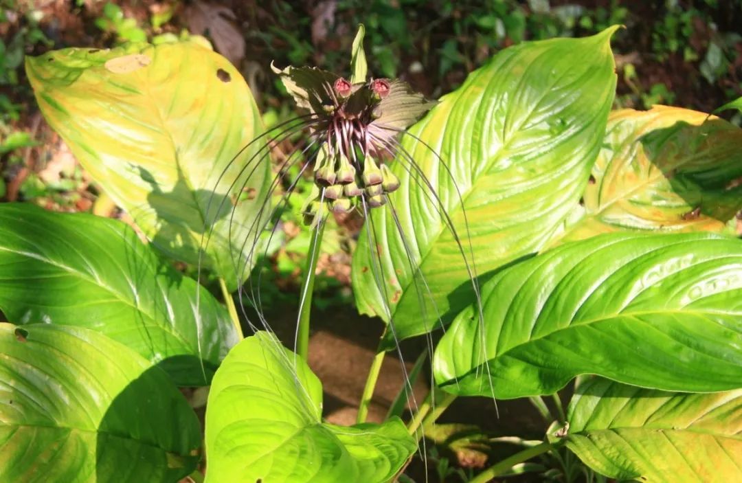 西双版纳望天树景区