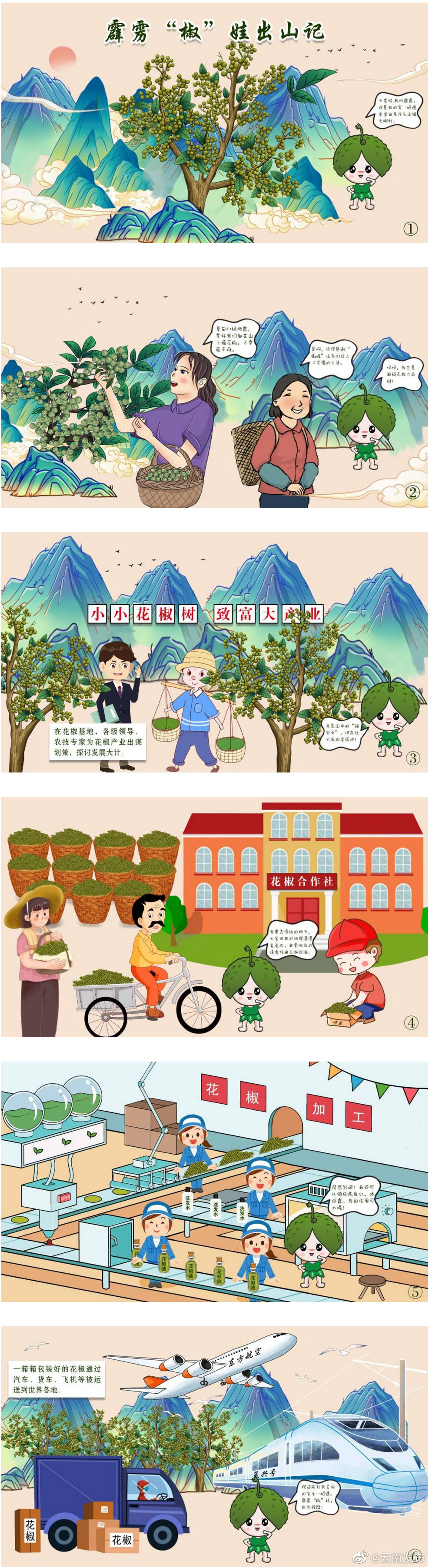 昭通：花椒出山记
