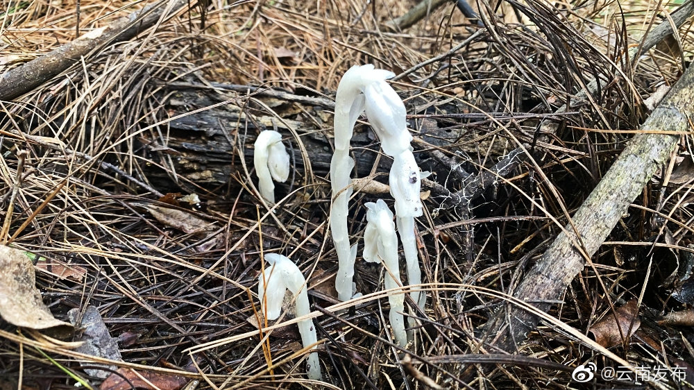 “云南发布”微博