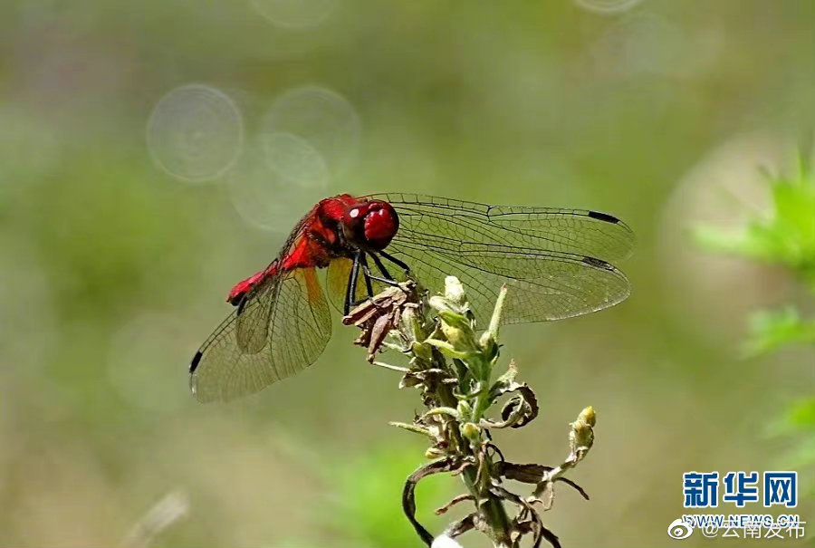 “云南发布”微博
