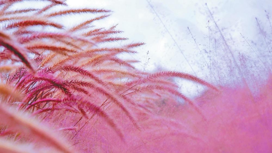 新华网云南频道