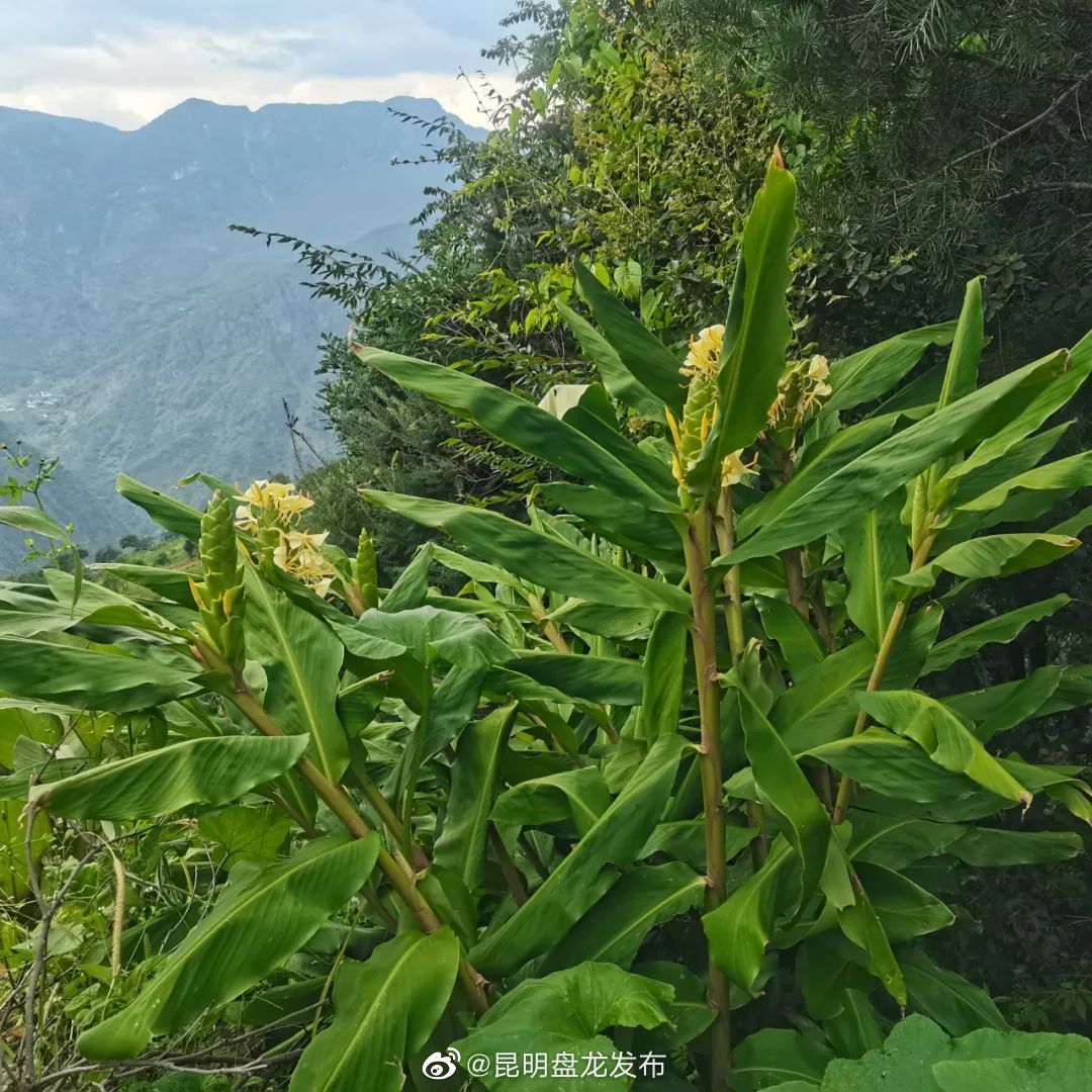 昆明盘龙发布