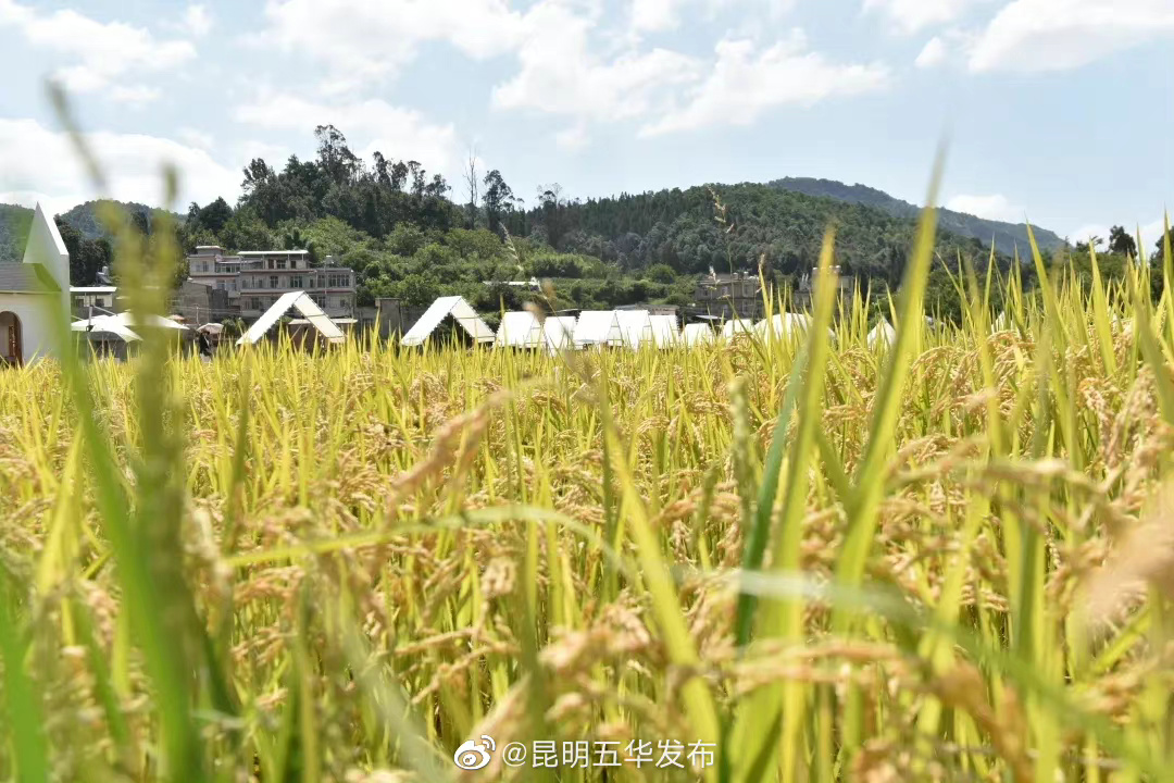 “昆明五华发布”微博