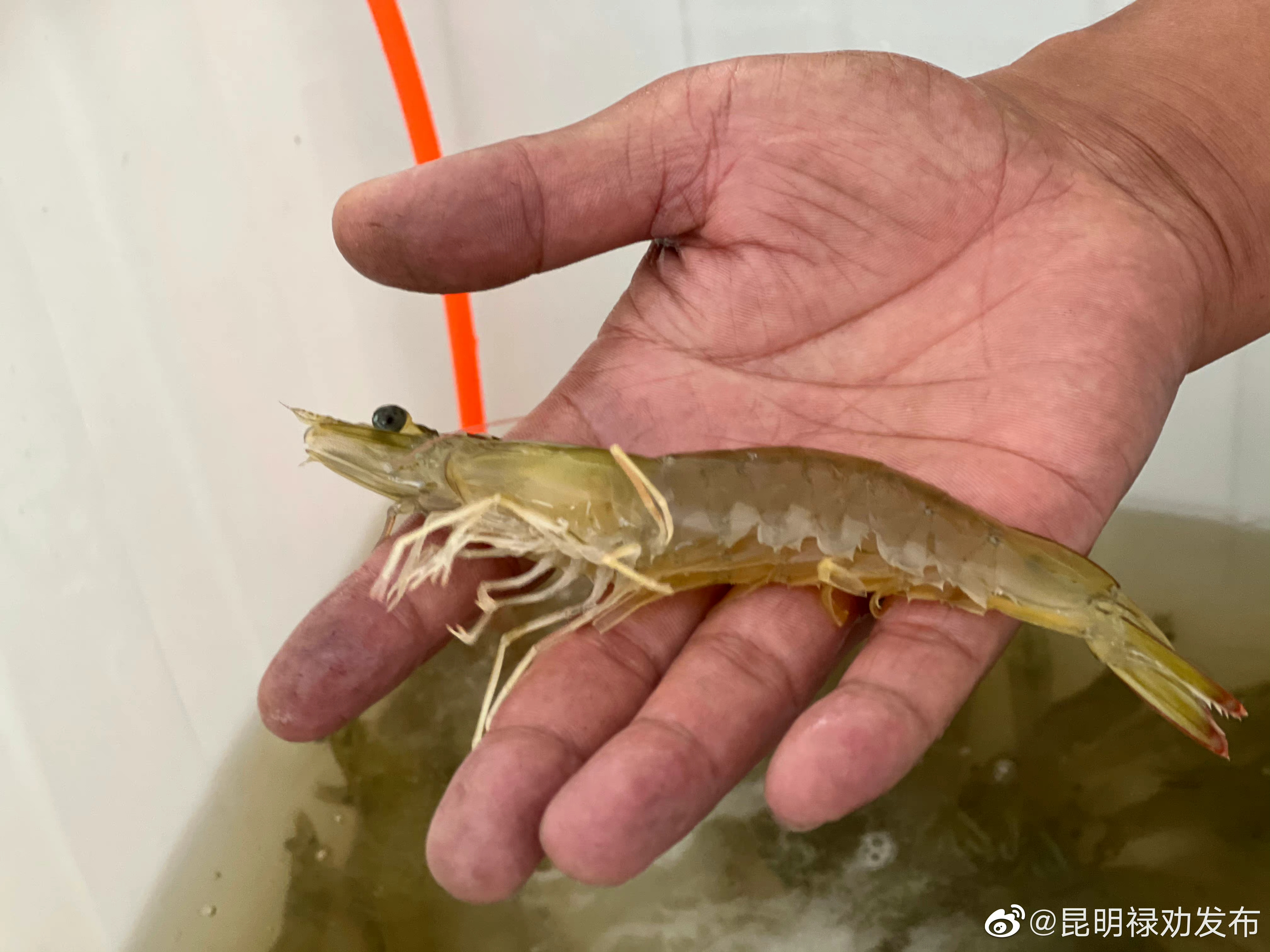 昆明禄劝发布