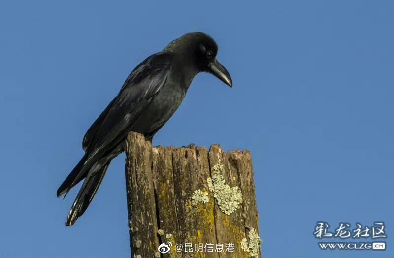 昆明信息港