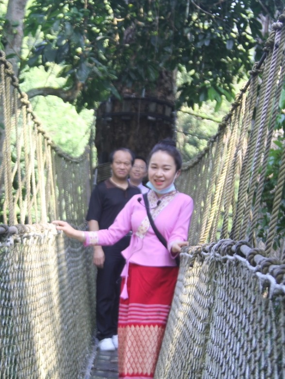 西双版纳望天树景区