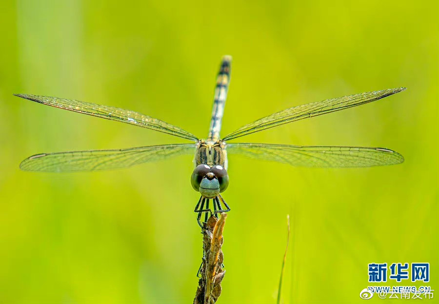 “云南发布”微博