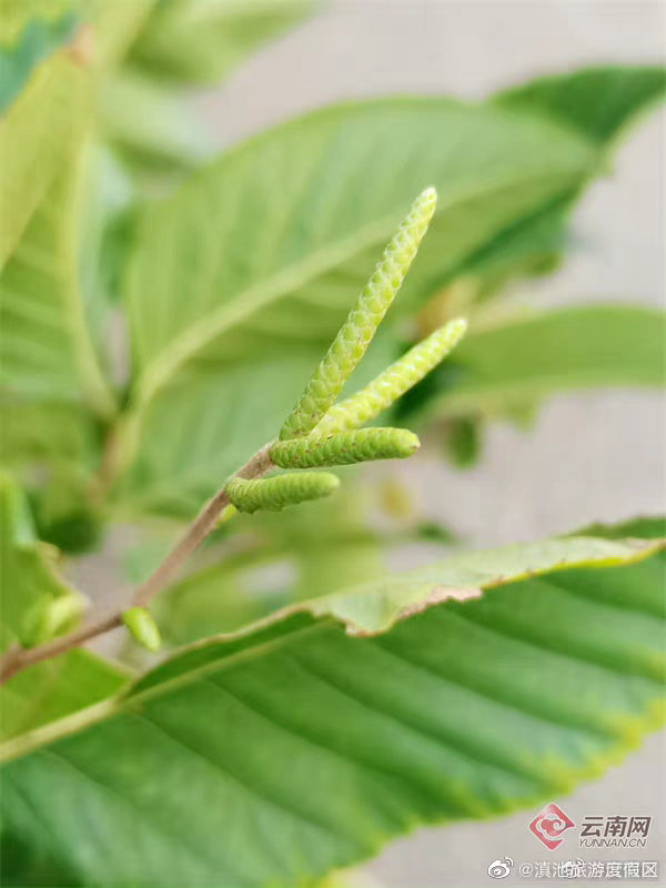 滇池旅游度假区