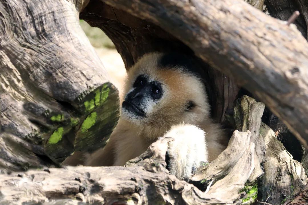 盘龙统战(微信)
