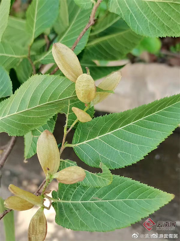 滇池旅游度假区