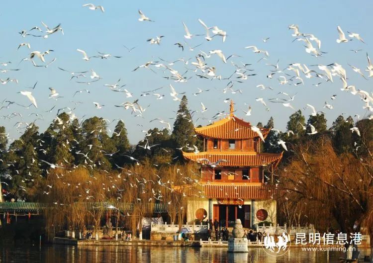 昆明信息港/cnkmxxg