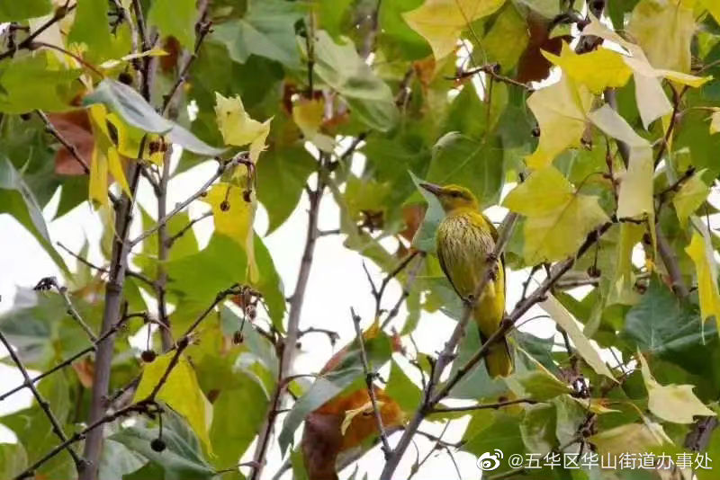 首次记录黑枕黄鹂活动轨迹！就在翠湖→