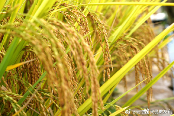 截至目前，全省已播种秋粮4824万亩