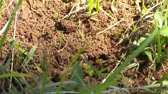 一公里内出现多个疑似红火蚁堆？路过这些地方，要小心