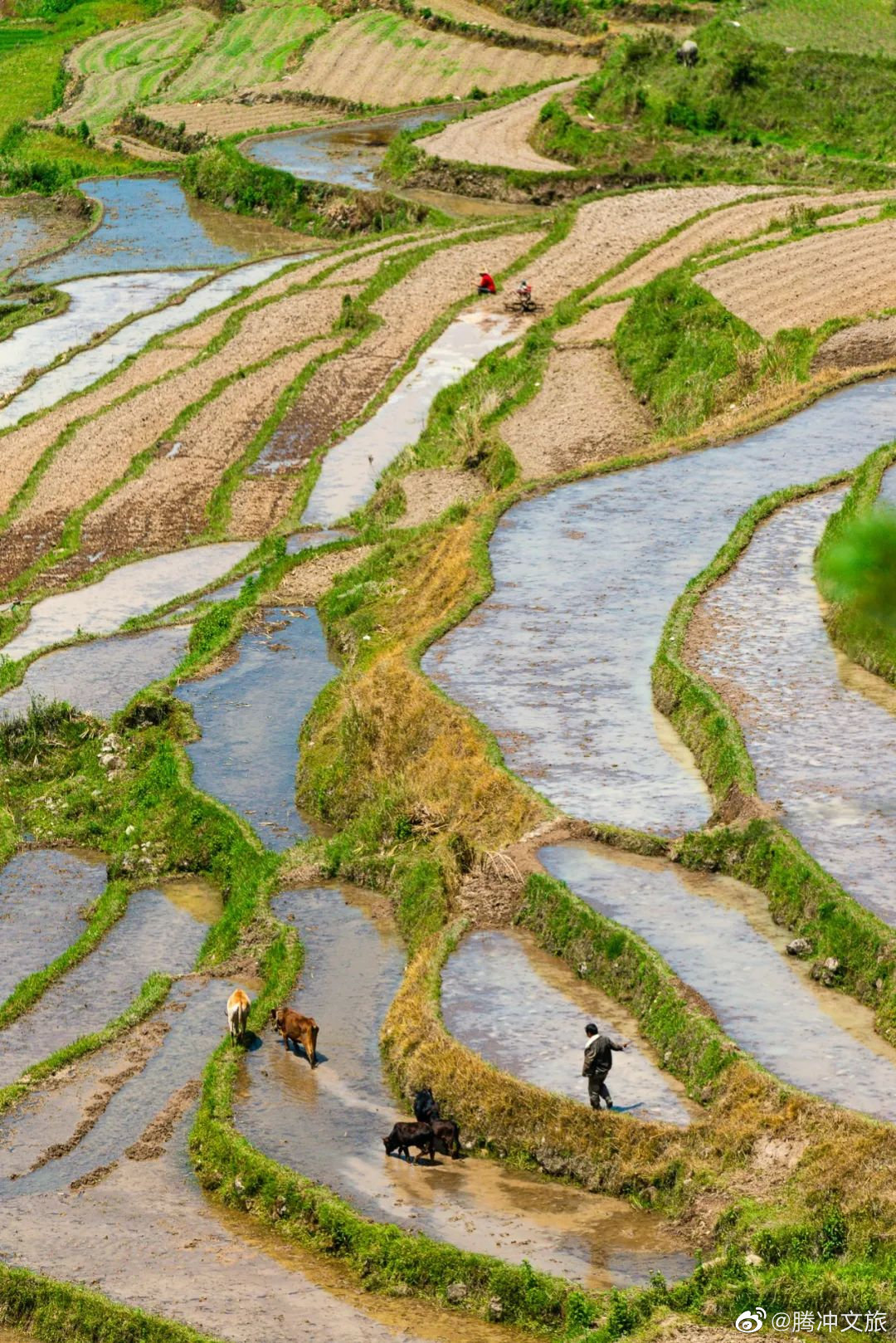 腾冲文旅微博