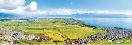 云南大理洱海之滨：稻田染金丰收图美