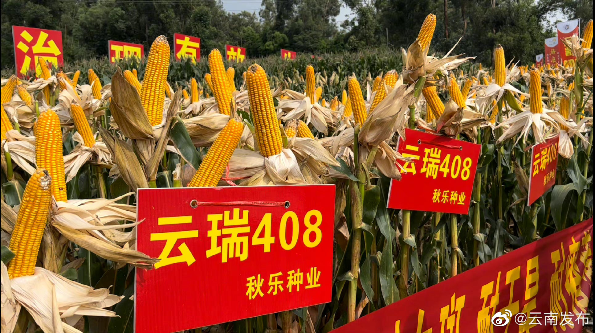 西南首个国家审定绿色高效玉米品种测产获丰收