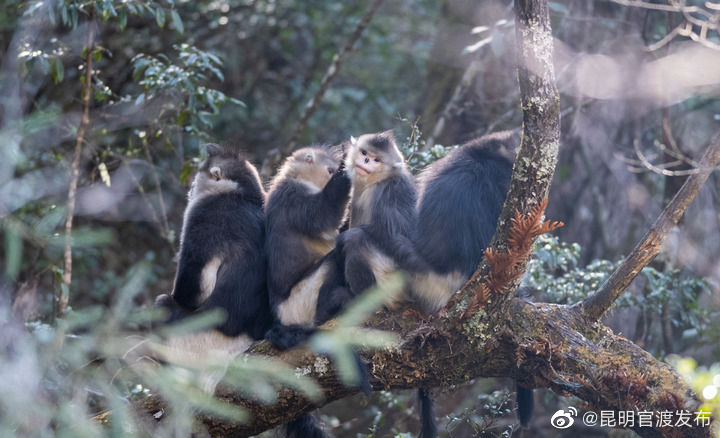 “昆明官渡发布”微博