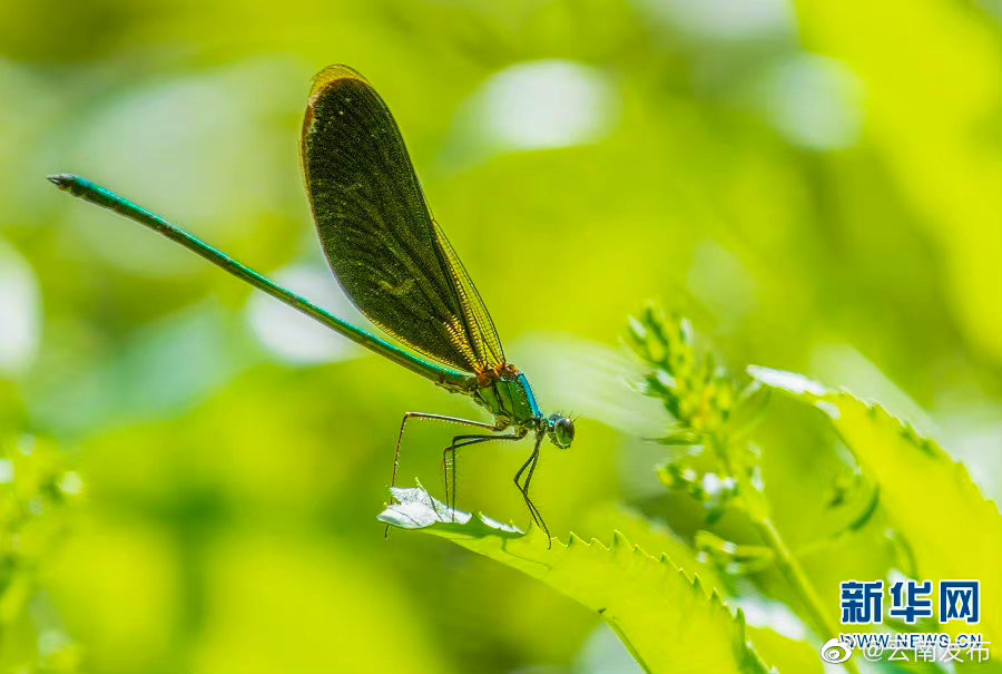 “云南发布”微博
