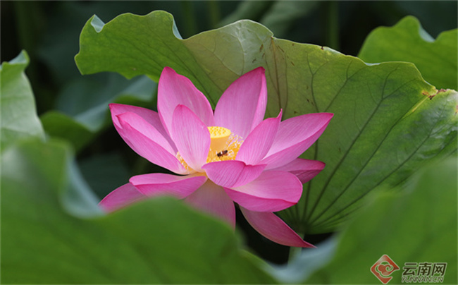 云南省文化和旅游厅