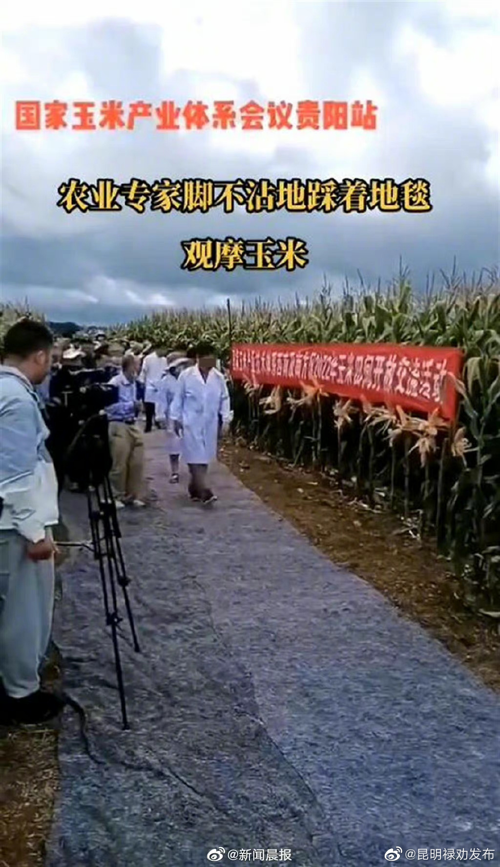 脚踩垫子观摩玉米地何以引来如此争议