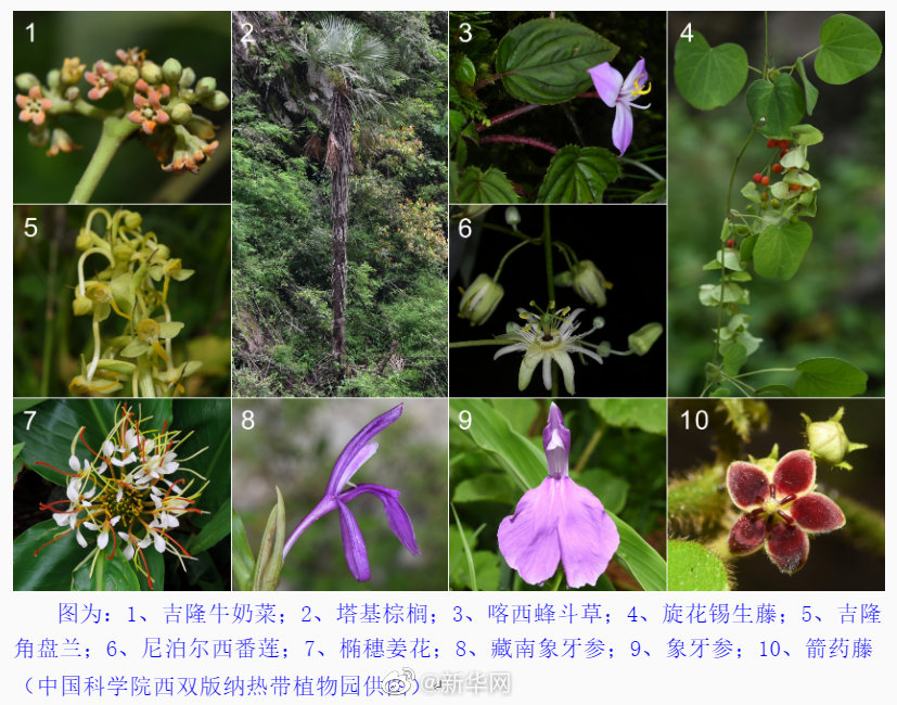 西藏植物新发现:8个中国新记录种、1个西藏新记录属