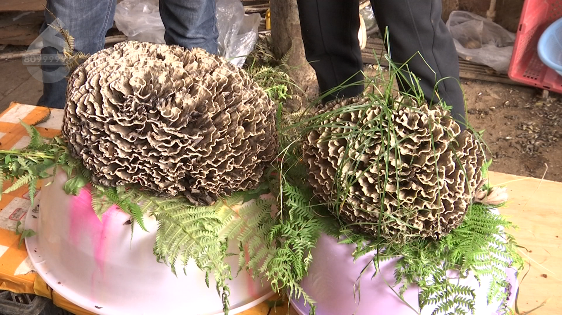 昆明信息港/cnkmxxg