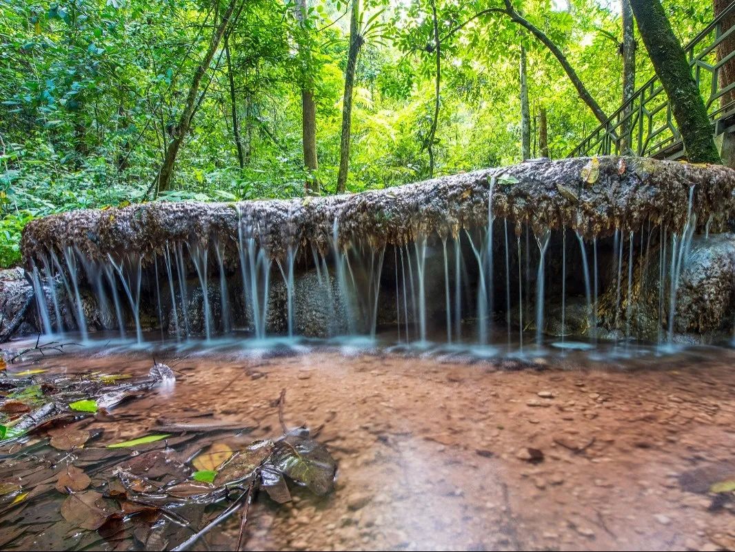 西双版纳望天树景区