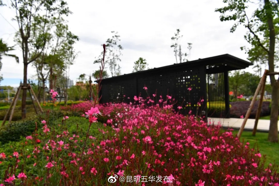 “昆明五华发布”微博