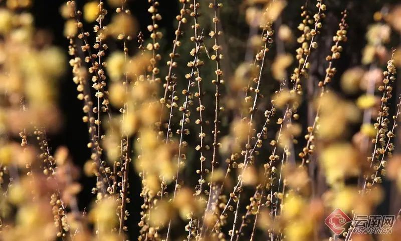 昆明国家高新区发布