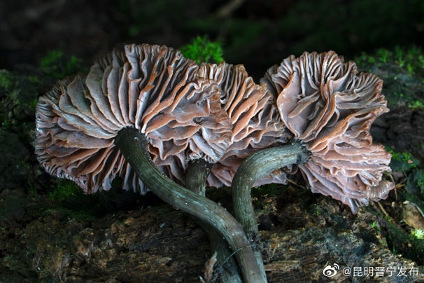 昆明晋宁发布