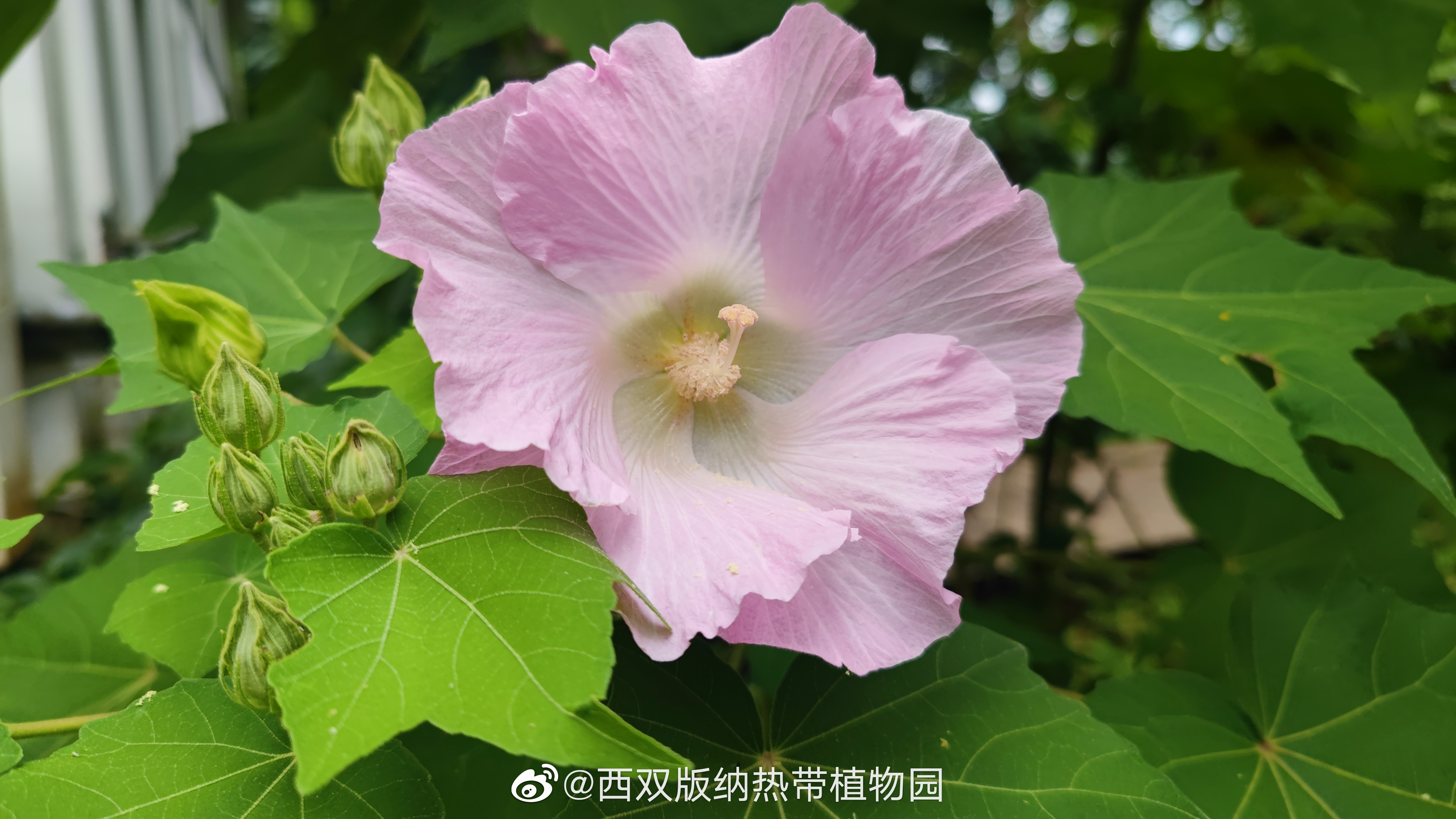 西双版纳热带植物园微博