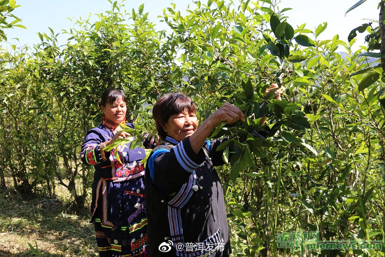 国庆乡：“金叶子”铺就致富路 电商培训造就“新农人”