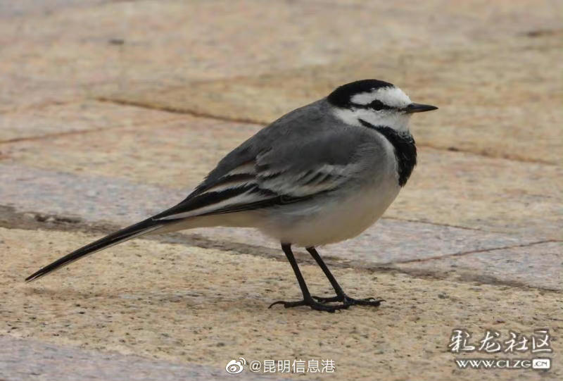 昆明信息港