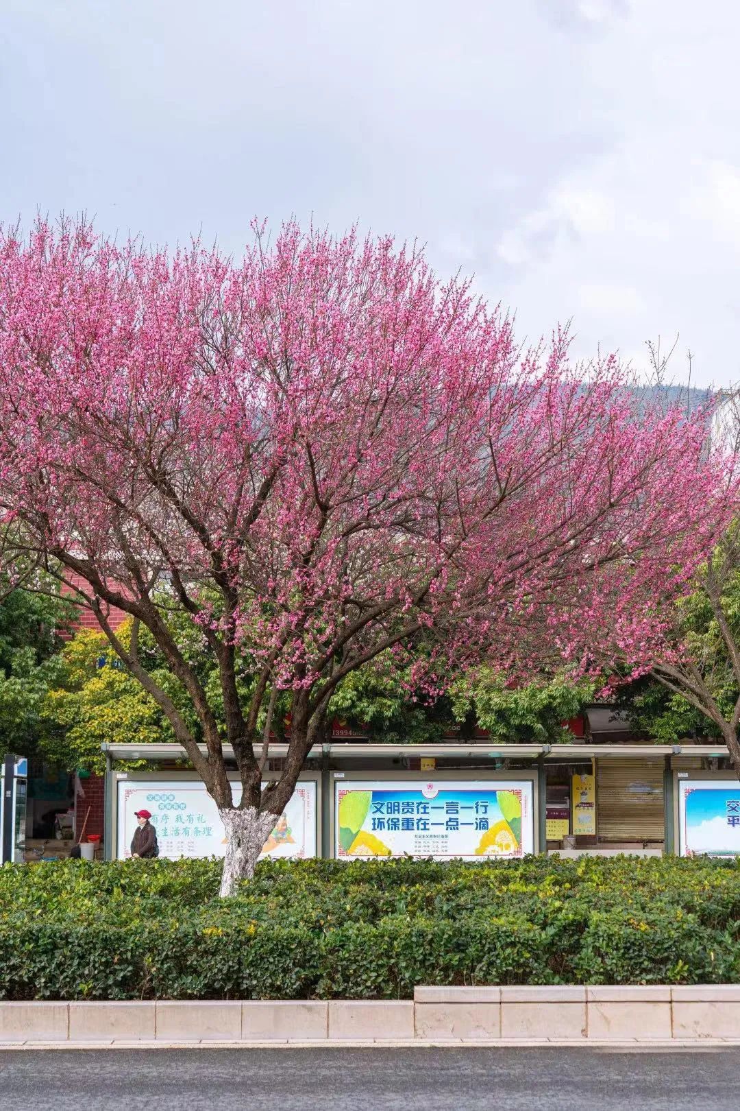 盘龙统战(微信)