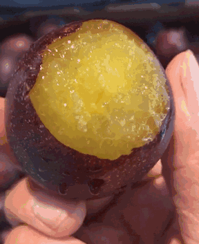 西梅为什能促进排便？