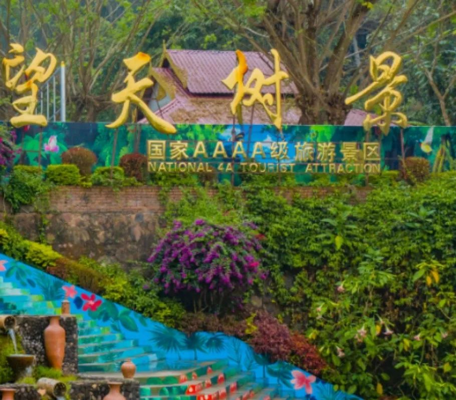 西双版纳望天树景区