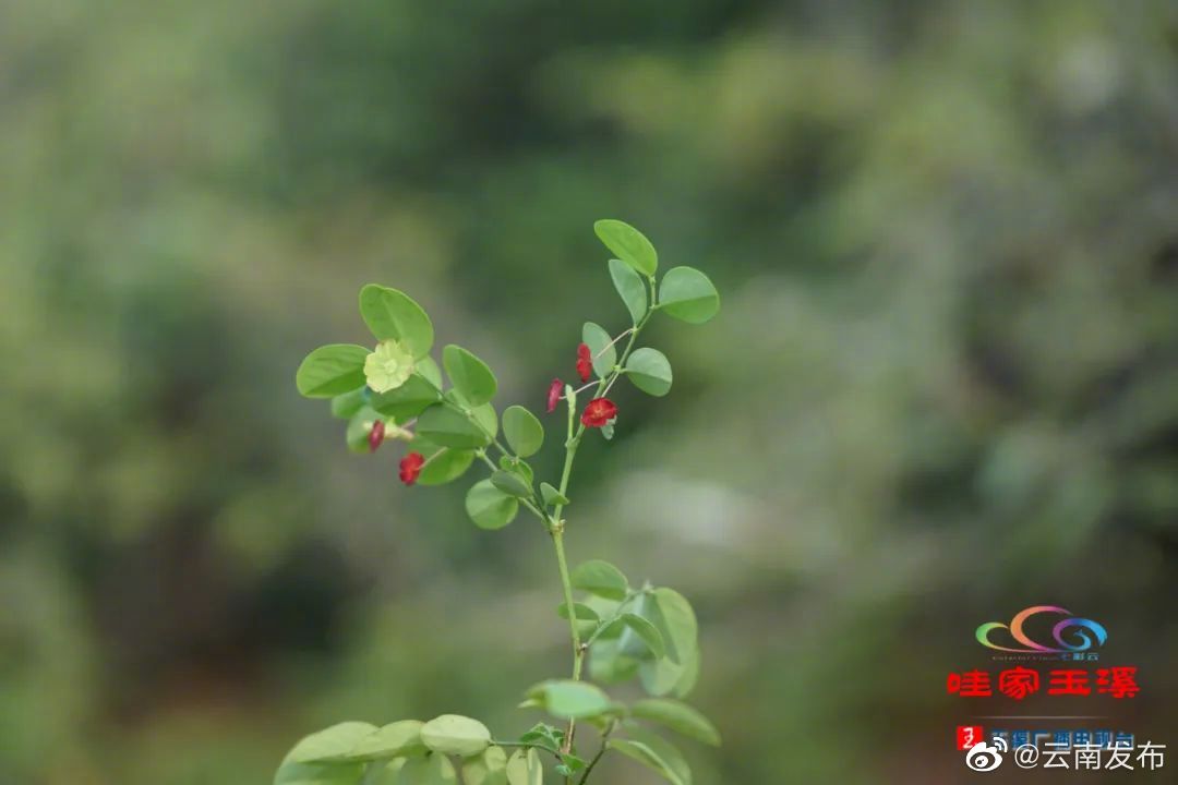 玉溪元江干热河谷发现植物新物种
